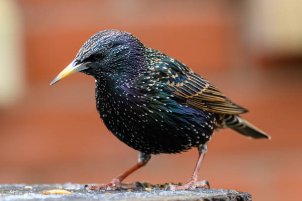 single Starling bird standing on a wooden post