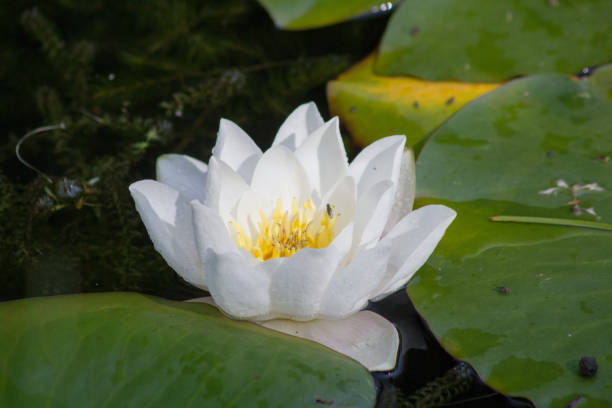 istock White water lily on a small pond , close-up 1295272065