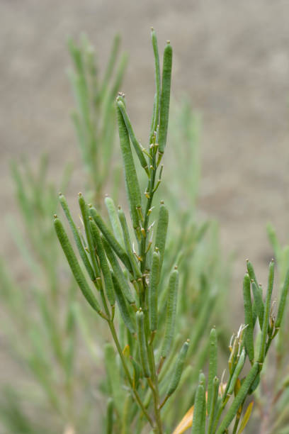 istock Alpine Wallflower seed pods 1295272507