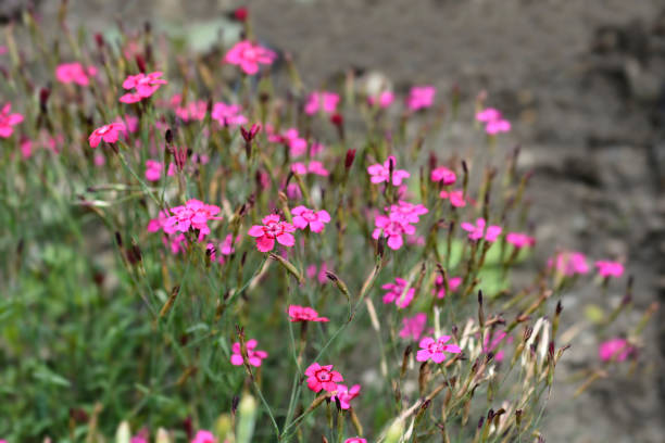 istock Maiden pink Brilliant 1295272707