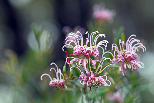Australian native pink spider flowers, Grevillea sericea, family Proteaceae, Sydney, Australia. Flowers all year round