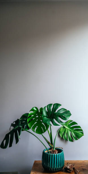 istock Monstera cheese plant in plant pot 1295274783