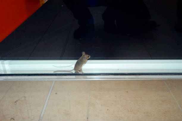 mouse at home on the floor mouse at home on the floor, behind a glass door mus musculus stock pictures, royalty-free photos & images