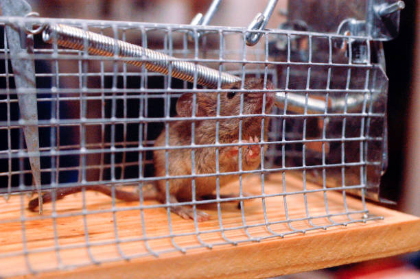 istock a mouse trapped in a small metal cage 1295275981