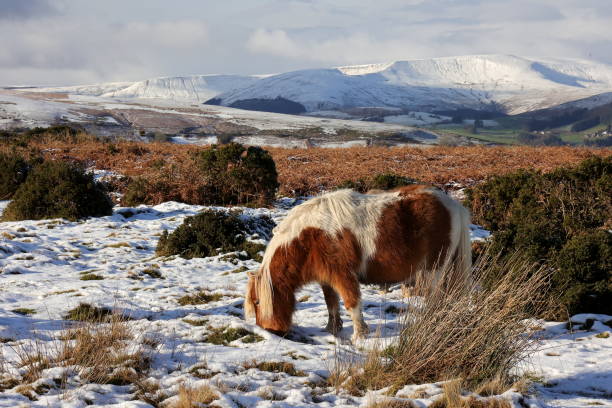 Sheltand Ponies in Black Mountains