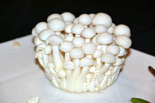 istock food, mushroom, white, vegetable 1295276851
