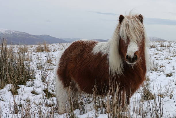 istock Sheltand Pony in Black Mountains Wales 1295278186