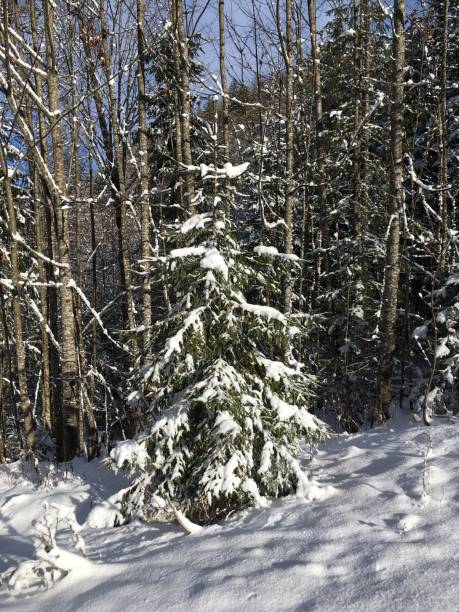 istock Bavaria in winter. Snow-covered forest. Coniferous trees under the snow. 1295278373