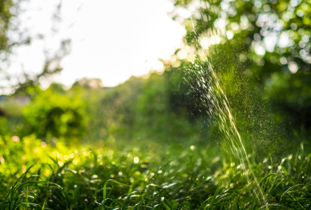 istock Fresh green grass and water drops over it sparkling in sunlight. 1295280069