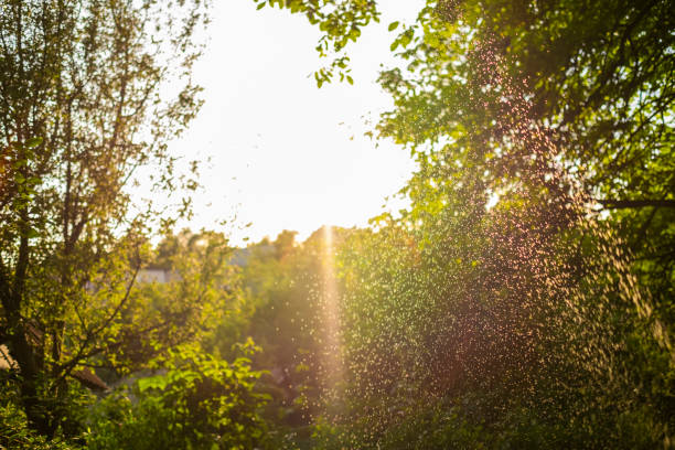 istock Water drops sparkling in sunlight in beautiful summer garden. 1295280070