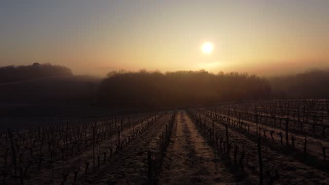 Aerial view bordeaux vineyard over frost and smog in winter, landscape vineyard
