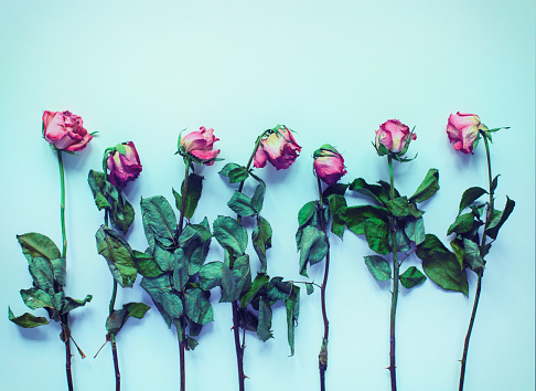 Single stem dried roses lined up on a white background. High angle view, blue pastel vintage processing.