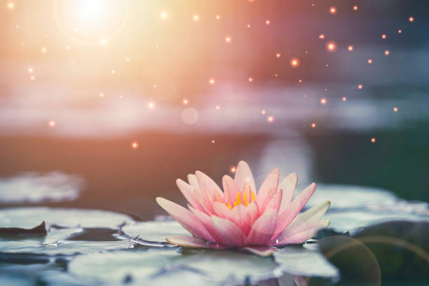 beautiful pink water lily or lotus with sunlight in the pond. - buda imagens e fotografias de stock