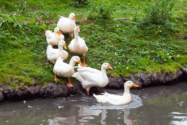 istock Ducks and goose with orange beaks and paws going in an artificial pond with muddy water on a summer day at a farm yard. 1295288031