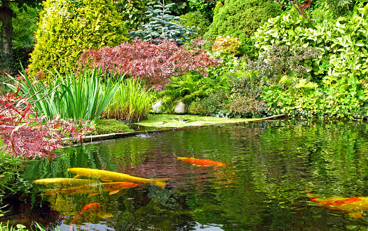colourful koi carp fish swimming in the pond with fallen red and yellow
