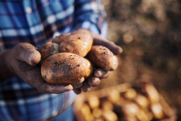 istock Farmer hands holding potatoes on a farm 1295289677