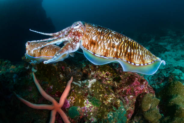 istock Cuttlefish underwater on a dark tropical coral reef 1295289707