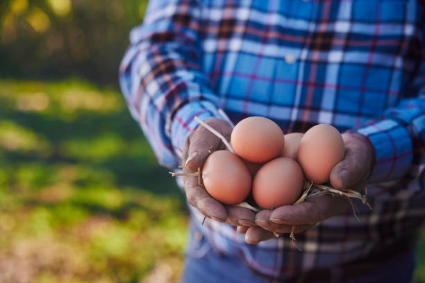 istock Farmer hands holding organic eggs on a farm 1295290073