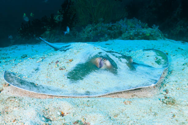 istock Pink Whipray on the sandy seabed on a dark tropical coral reef 1295290103