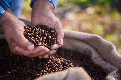 Close-up of worker checking roasted coffee beans on sack