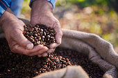 Worker checking roasted coffee beans on sack