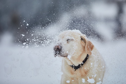 Funny portrait dog in winter nature. Labrador retriever enjoying powder snow.