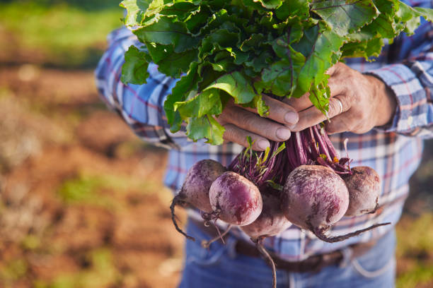 istock Farmer hands holding organic beetroots on a farm 1295290537