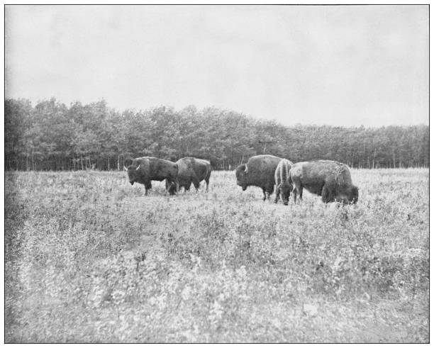 Antique photograph: American Bisons, Winnipeg, Manitoba Antique photograph: American Bisons, Winnipeg, Manitoba manitoba photos stock illustrations