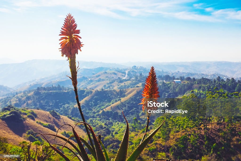 Bright orange aloe flower in the Thousand Hills region of KwaZulu-Natal, South Africa, west of Durban Aloe in the foreground against backdrop of the Thousand Hills, a popular area for tourists and day trippers in KwaZulu-Natal. Number 1000 Stock Photo