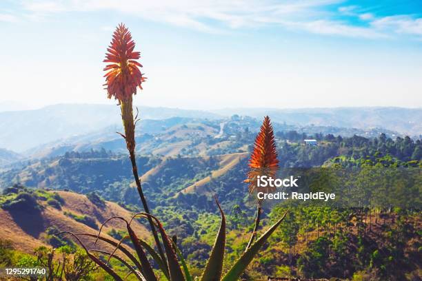 Bright Orange Aloe Flower In The Thousand Hills Region Of Kwazulunatal South Africa West Of Durban Stock Photo - Download Image Now