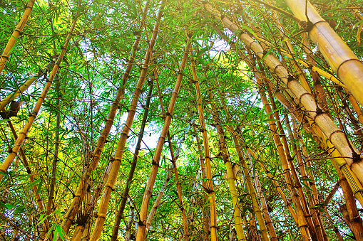 Textured stalks in a stand of giant bamboo.