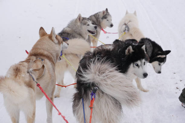 istock Sledding with husky dogs in a winter forest 1295292422