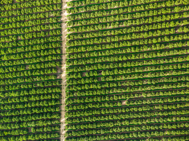 istock Aerial view of orange grove creating great texture 1295292955