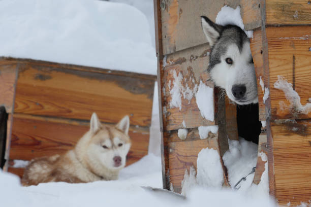 istock Sled dogs in their kennel 1295293487