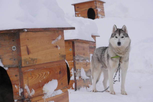 istock Sled dogs in their kennel 1295293806