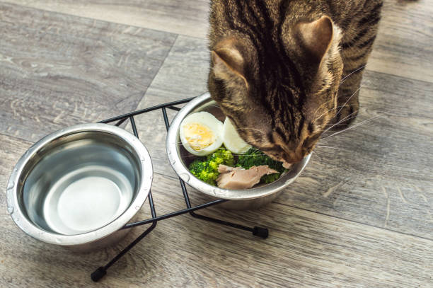 hungry cat eats fresh natural food. Cat food and diet concept stock photo