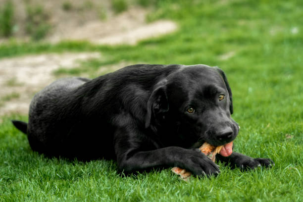 istock A black labrador retriever lies in the grass and chews a bone 1295296152