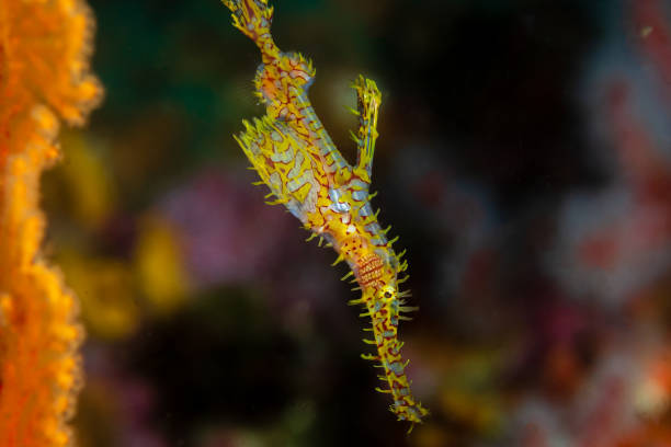 istock Ornate Ghost Pipefish at Richelieu Rock, Thailand 1295297409