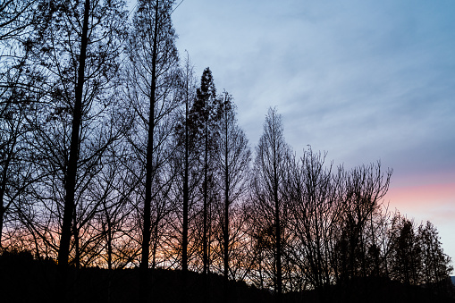 Trees at Sunset