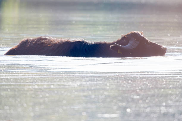 istock A water buffalo (Bubalus bubalis) enjoying a bath in a lake. 1295297815