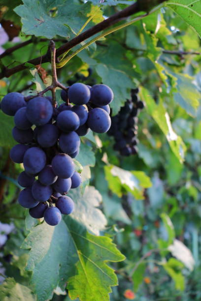 istock Blue grapes on vine in orchard at autumn harvest time 1295298325