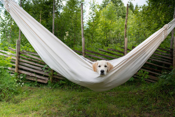 Golden retriever dog in hammock