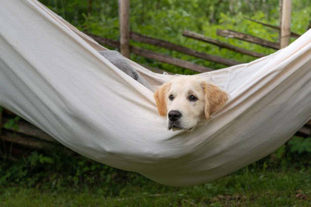 istock Golden retriever dog in hammock 1295298433