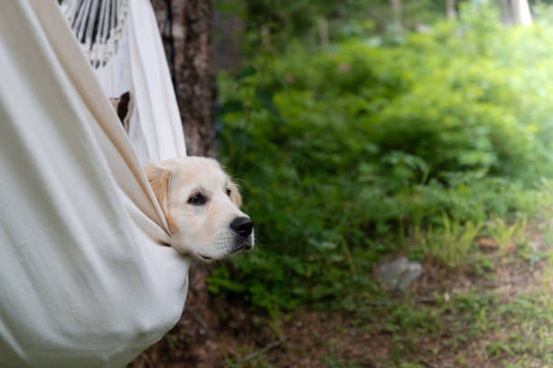 istock Golden retriever dog in hammock 1295298461