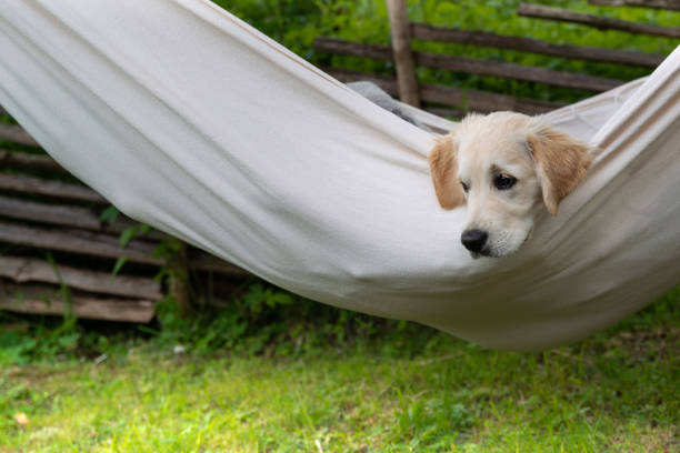 istock Golden retriever dog in hammock 1295298469