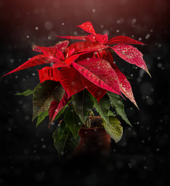 Red poinsettia, a traditional Christmas flower in pot on dark bokeh background