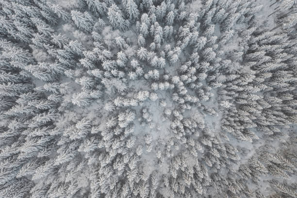 istock Aerial view of spruce trees covered with snow 1295299351