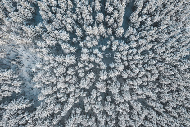 istock Aerial view of spruce trees covered with snow 1295299415