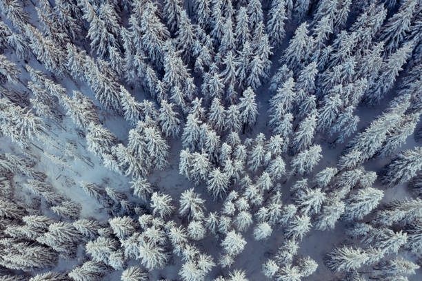 istock Aerial view of spruce trees covered with snow 1295299460