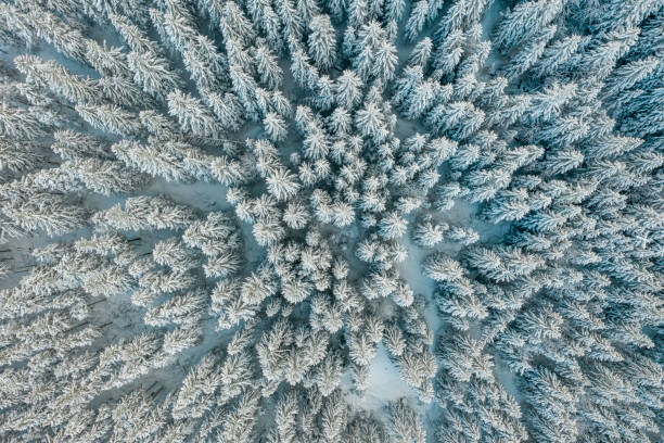 istock Aerial view of a winter snow-covered forest 1295299511